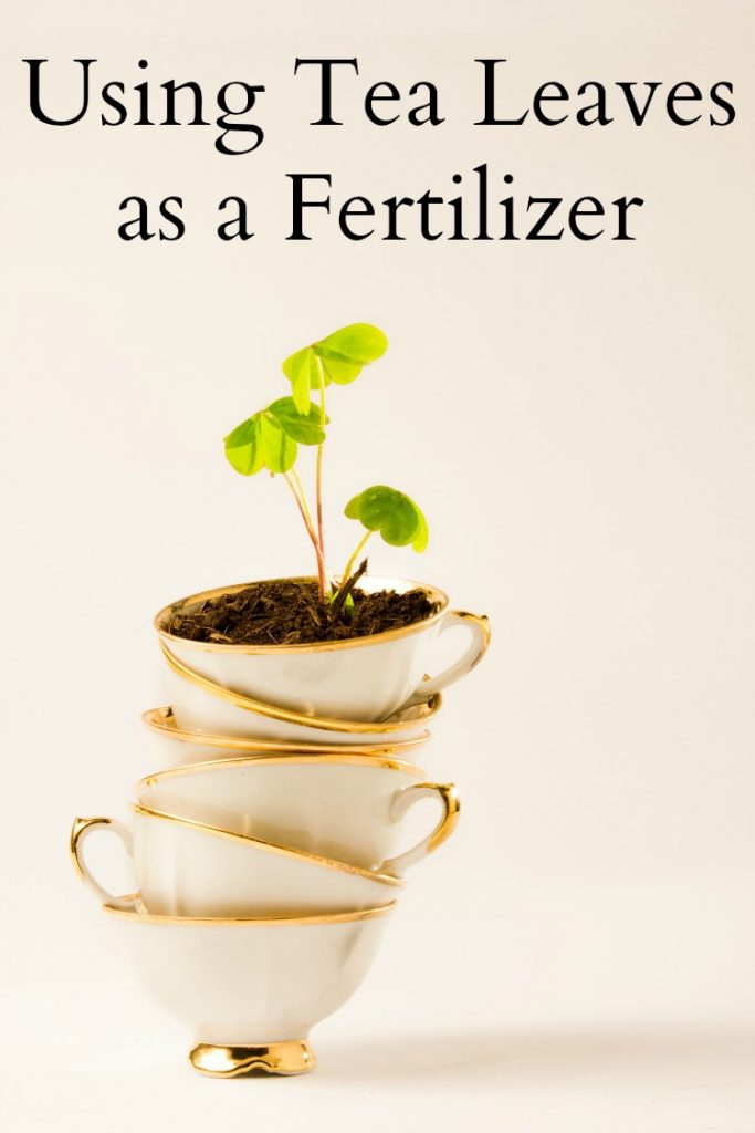 Using Tea Leaves as a Fertilizer - Don't toss your used tea leaves! Share them with your plants!