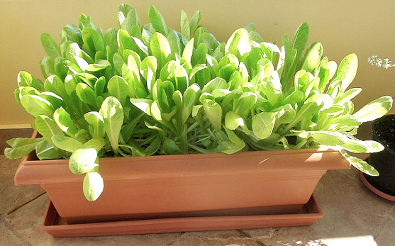 Newbie Garden Tips