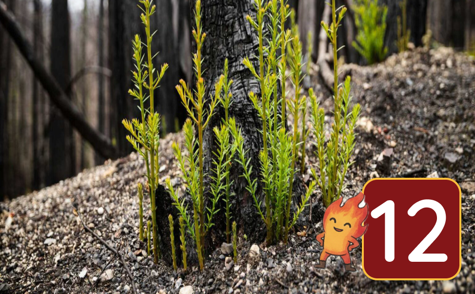 Young redwoods sprouting around the base of a burned tree with a fire sprite celebrating in the foreground.